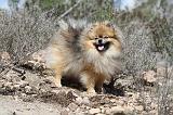 SPITZ ALLEMAND 317